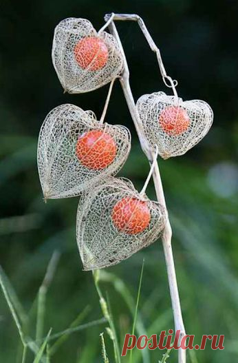 EVERY KIND OF FLOWERS – Сообщество – Google+