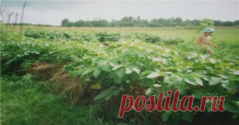 КОМПОСТ ТАТЬЯНЫ ЗОРИНОЙ