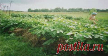 КОМПОСТ ТАТЬЯНЫ ЗОРИНОЙ