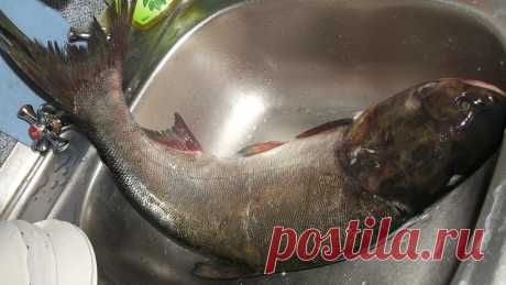 Как приготовить котлеты из толстолобика (видео)