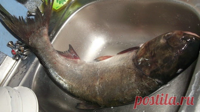 Как приготовить котлеты из толстолобика (видео)