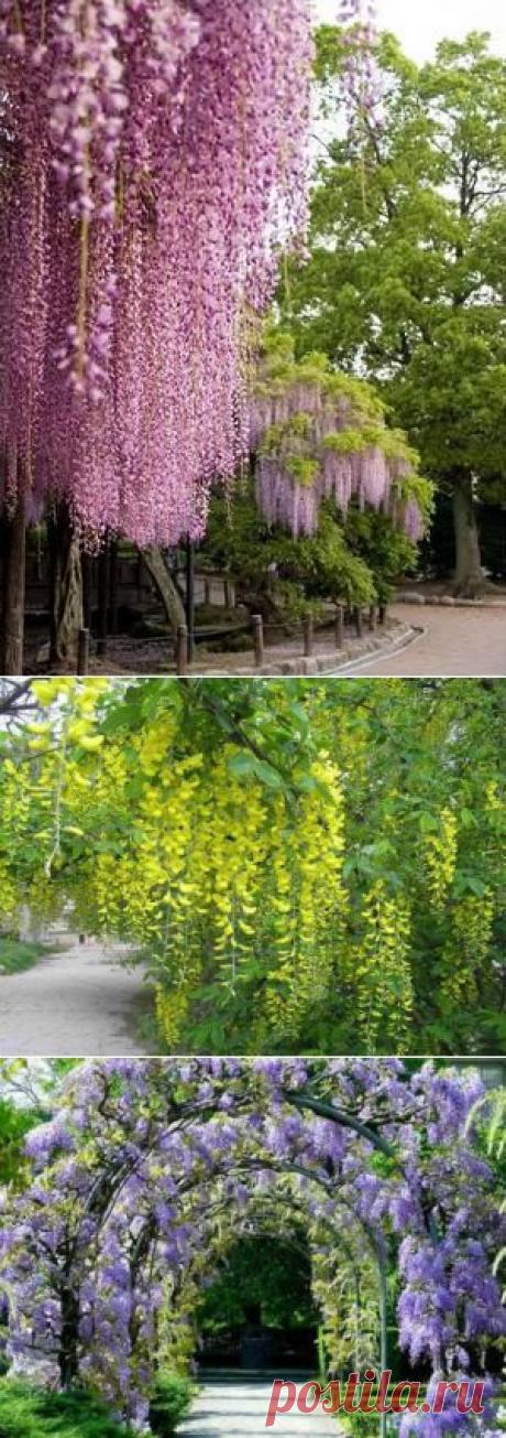 Глициния: как ухаживать за великолепной лианой