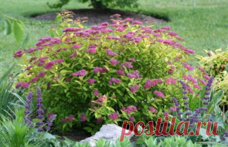 Спирея японская криспа – удобная во всем!