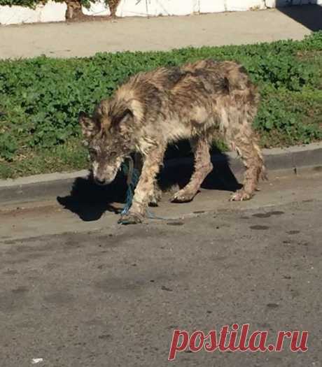 Замученный волк на улицах города пугал прохожих… Но люди превратили его в ослепительное домашнее животное Когда в зоозащитную организацию Лос-Анджелеса позвонили местные жители с возгласами о бродячем волке, который разгуливает прямо по улицам города, сотрудники сразу выдвинулись в названное место.
Откуда…