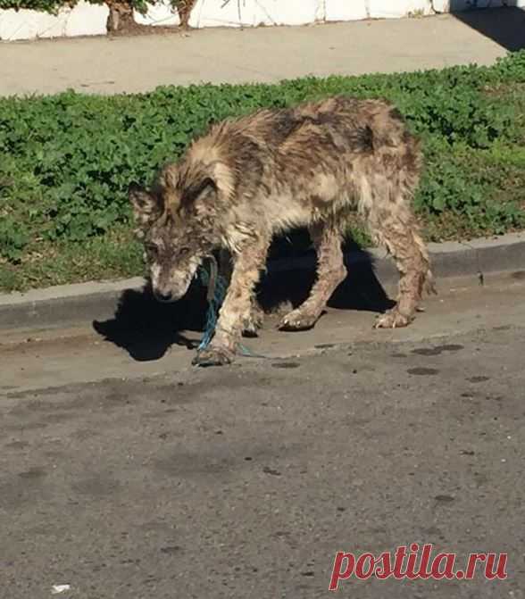 Замученный волк на улицах города пугал прохожих… Но люди превратили его в ослепительное домашнее животное Когда в зоозащитную организацию Лос-Анджелеса позвонили местные жители с возгласами о бродячем волке, который разгуливает прямо по улицам города, сотрудники сразу выдвинулись в названное место.
Откуда…