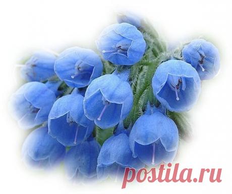 Ох, эти цветы...