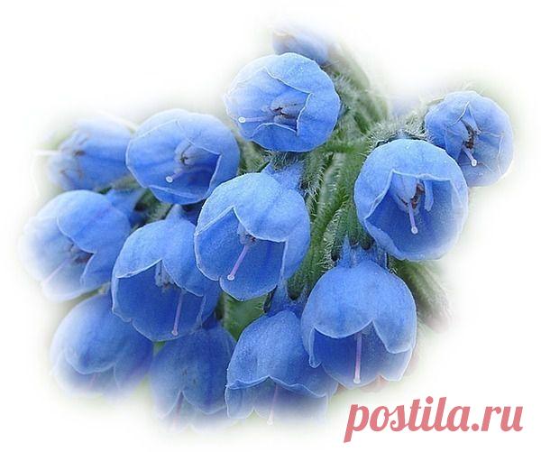 Ох, эти цветы...