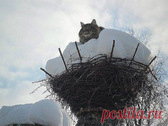 Cибирский аист:))