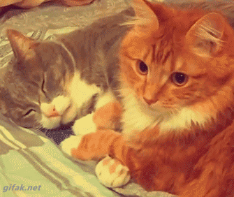 tumblr_o0qc4bQljN1ukldkho1_400.gif (335×282)