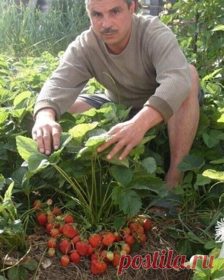 🍓 Ceкpeтнaя пoдкopмкa клубники бeз химии! ⠀⠀