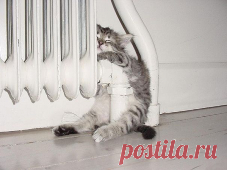 20 спящих котят)))