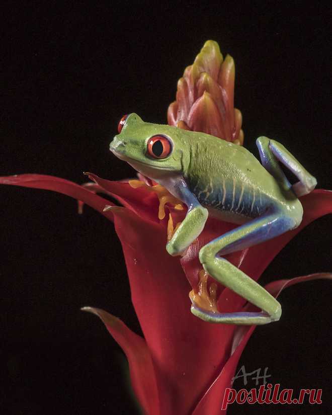 red-eyed tree frog Explore spicspics' photos on Flickr. spicspics has uploaded 896 photos to Flickr.
