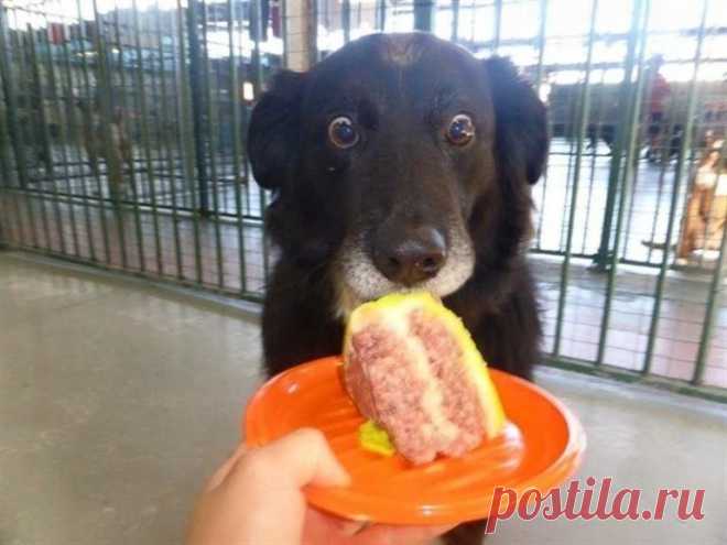 20 милых животных, посмотрев на которых невозможно не улыбнуться!