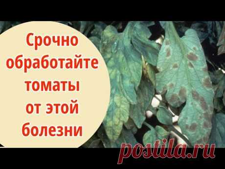 НАЧНИТЕ БОРЬБУ С КЛАДОСПОРИОЗОМ пока не поздно. Бурые пятна на листьях томатов