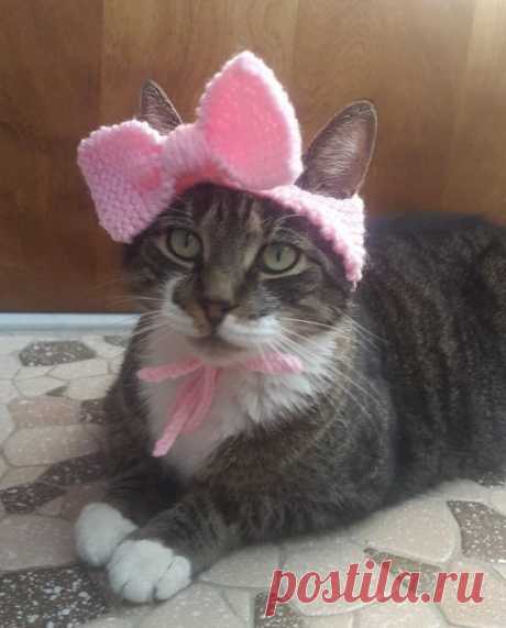 Котопозитив!