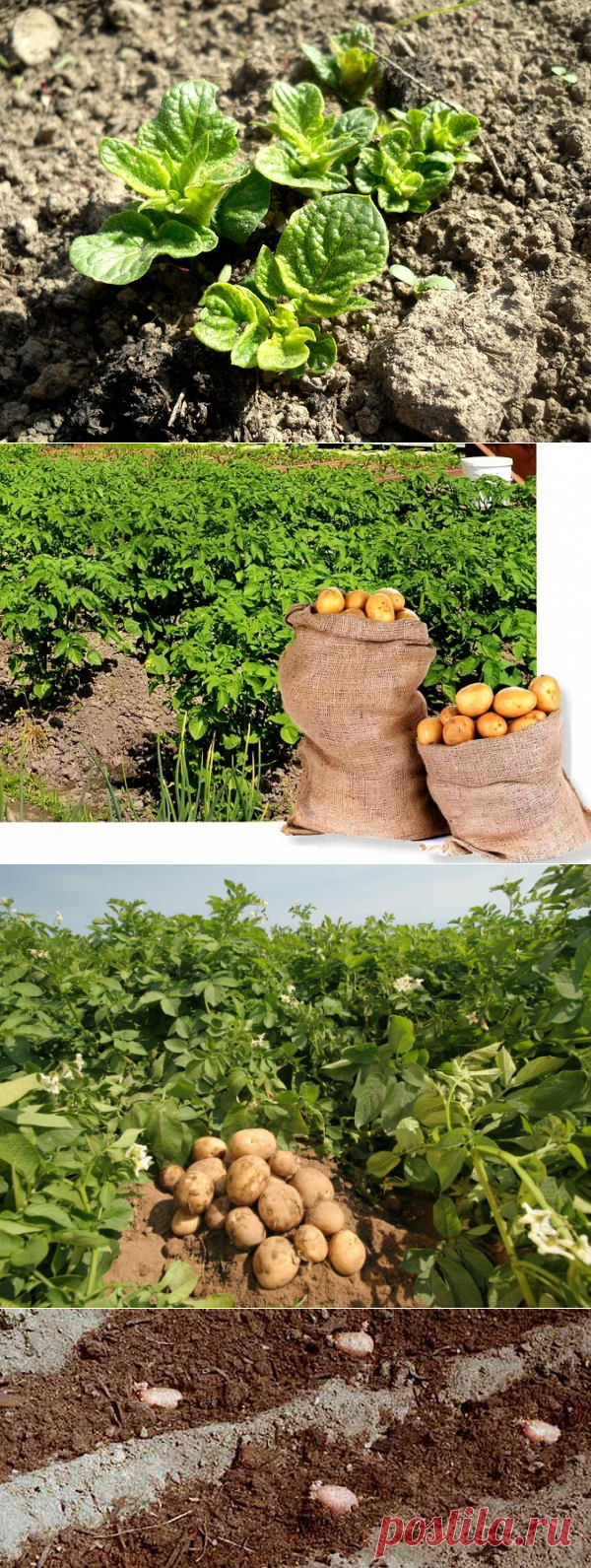 Удобрения для картофеля при посадке в лунку: какие вносить