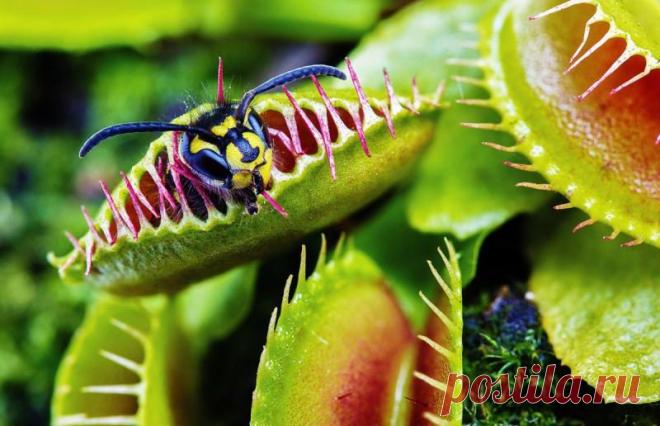 Венерина мухоловка: как держать её в квартире | 6 соток