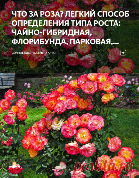 ЧТО ЗА РОЗА? ЛЕГКИЙ СПОСОБ ОПРЕДЕЛЕНИЯ ТИПА РОСТА: ЧАЙНО-ГИБРИДНАЯ, ФЛОРИБУНДА, ПАРКОВАЯ, ПЛЕТИСТАЯ... | Дачные советы. Семена Алтая | Яндекс Дзен