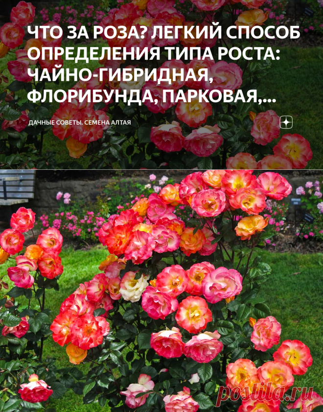 ЧТО ЗА РОЗА? ЛЕГКИЙ СПОСОБ ОПРЕДЕЛЕНИЯ ТИПА РОСТА: ЧАЙНО-ГИБРИДНАЯ, ФЛОРИБУНДА, ПАРКОВАЯ, ПЛЕТИСТАЯ... | Дачные советы. Семена Алтая | Яндекс Дзен