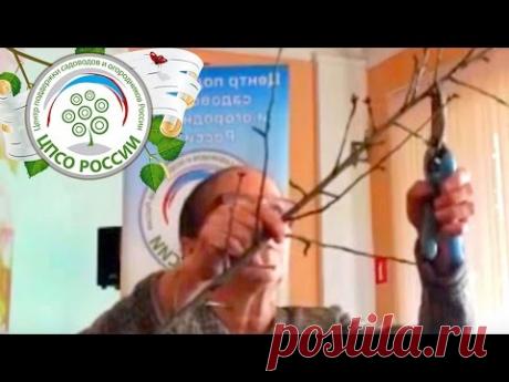 Урок 3. Строение кроны и общие принципы обрезки