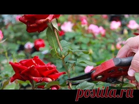 Что такое слепой побег у розы и как с ним бороться?