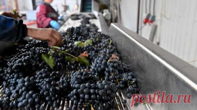 Во Франции виноградарям запретили использовать тракторы в ходе акции