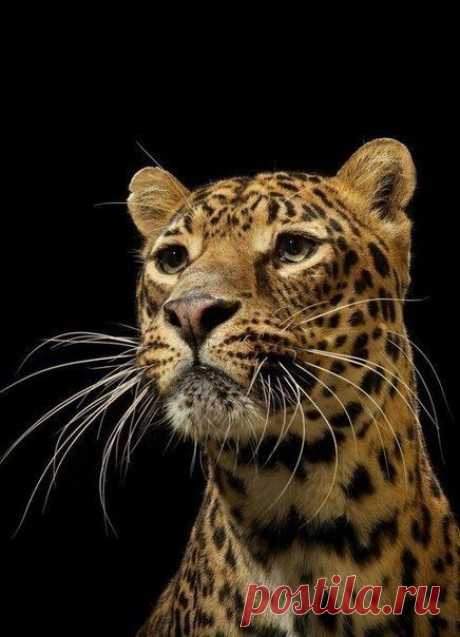 Светлана Светлякова