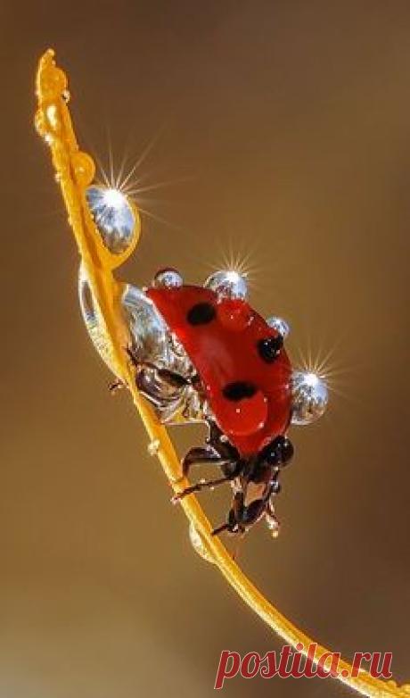 Pinterest • Всемирный каталог идей