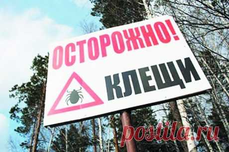 Угроза с Востока. Что известно о новых вирусах, которые переносят клещи? | Здоровая жизнь | Здоровье | Аргументы и Факты