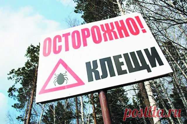 Угроза с Востока. Что известно о новых вирусах, которые переносят клещи? | Здоровая жизнь | Здоровье | Аргументы и Факты