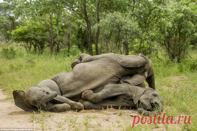 Tipsy Elephants Literally on a Roll in Kruger National ParkViral Stop