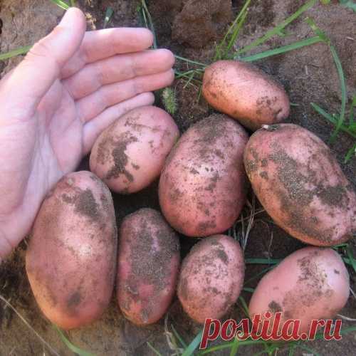 Как обновить сорт картофеля: 5 способов