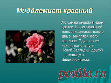 Миддлемист красный: загадочный и редкий цветок | Flohouse