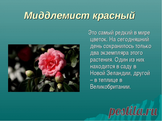Миддлемист красный: загадочный и редкий цветок | Flohouse