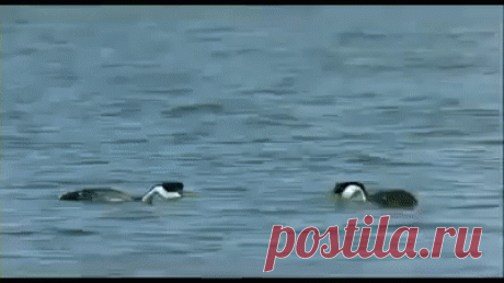 Синхронное плаванье 🦢🦢🦢