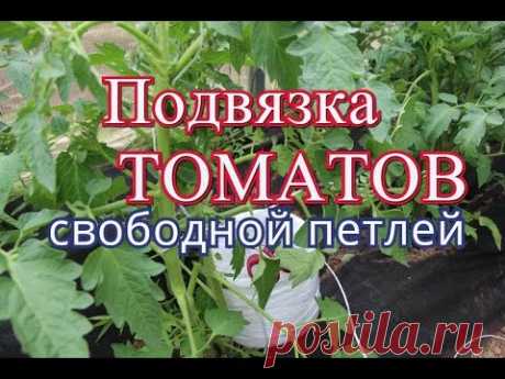 Как подвязать помидоры. Способ &quot;Свободная петля&quot;.