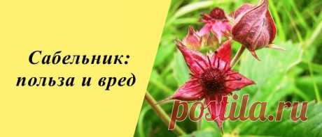 Сабельник: польза и вред, рецепты блюд и напитков Сабельник: история, польза и вред для организма, применение в народной медицине, косметологии и кулинарии, рецепты блюд и напитков.