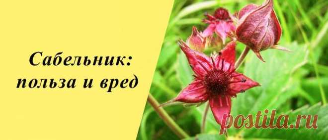Сабельник: польза и вред, рецепты блюд и напитков Сабельник: история, польза и вред для организма, применение в народной медицине, косметологии и кулинарии, рецепты блюд и напитков.