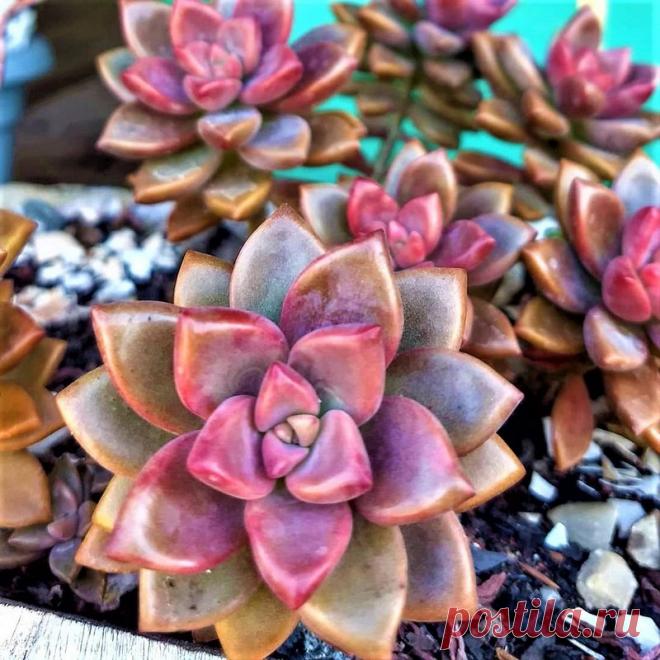 Planta Fantasma Bronze - Suculenta  Nome Científico: Graptosedum hort. Bronze Essa espécie de suculenta é originada do cruzamento entre as 'graptopetalum paraguayense x Sedum Stalii.' Suas folhas são verde-acizentada que quando cultivada em pleno sol adquirem coloração vermelha ou marrom principalmente no inverno, tornando-a uma das mais bonitas entre as suculentas. Muito utilizada para ornamentação de 