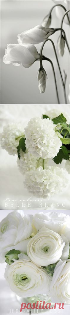 Pure white peony | Flower