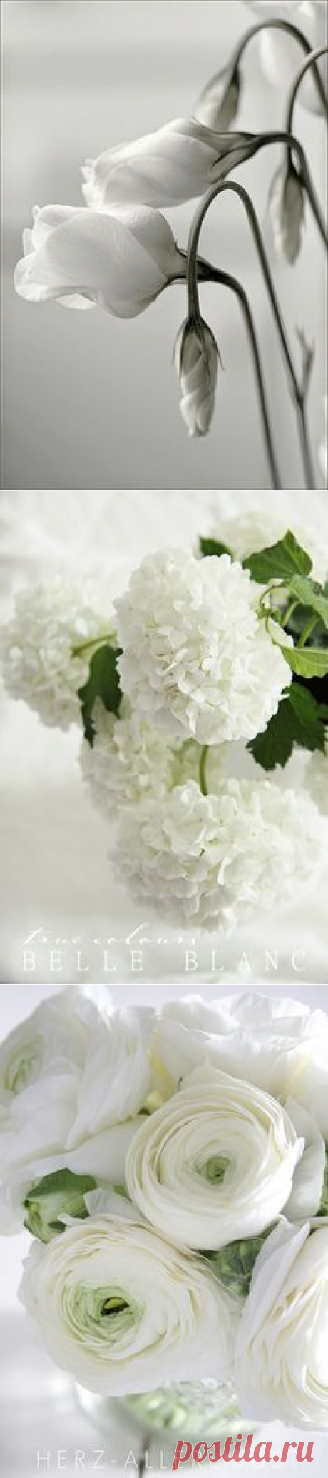 Pure white peony | Flower