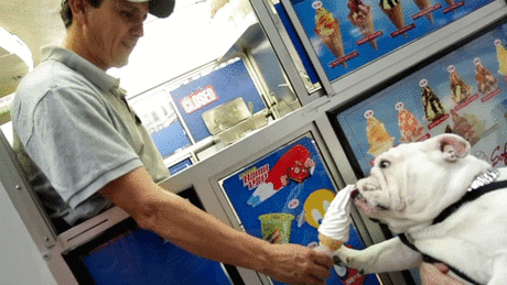 Что может быть лучше вкусного, охлаждающего мороженого в жаркий день? Правильно! Только две порции мороженого! Животные тоже любят полакомиться этим чудесным продуктом и, причем, это не только кошки, а также белки, ящерицы, обезьяны и даже муравьеды. Предлагаю вашему вниманию умилительную коллекцию фотографий животных, которые дорвались до мороженого и наслаждаются им в полной мере. Животным, конечно, вредно мороженое, но если чуть-чуть, то ничего страшного не случится.