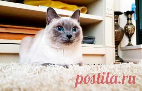 Новая кошачья "причуда" - мыть лапы в воде... 😺 | Котоблог | Яндекс Дзен