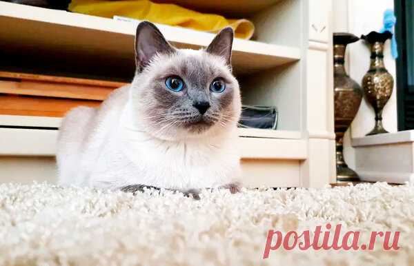 Новая кошачья 