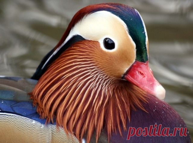 Королевская уточка-МАНДАРИНКА