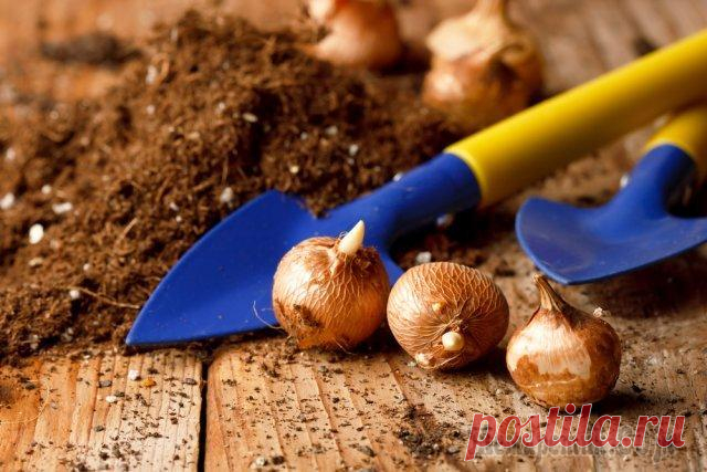 Чем болеют луковицы цветов: определяем и лечим Если вы хотите, чтобы ваши луковичные цветы продолжили радовать вас пышным и ярким цветением в следующем году, то о здоровом посадочном материале вам придется позаботиться заранее.
Болезни луковиц – о...