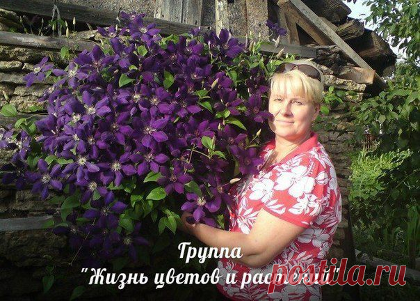 Новости.Клематисы.