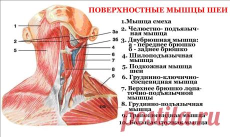 мышцы шеи фото - Поиск в Google