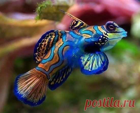 Самая красивая рыба в природе