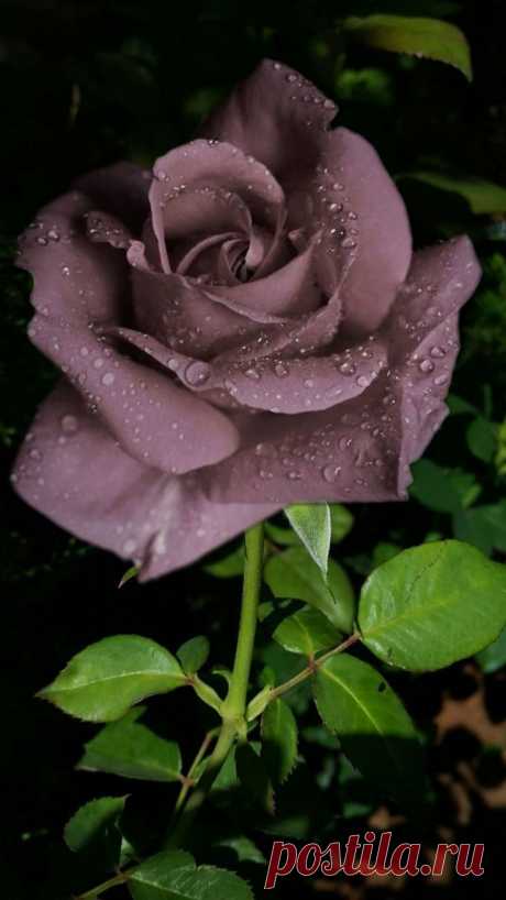 Very rare color but looks wonderful